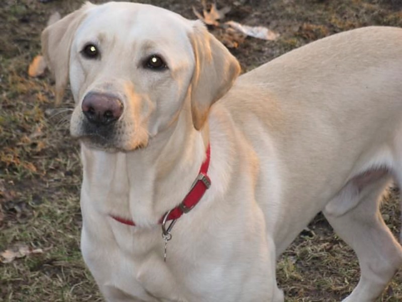 Pigeon River Labrador Puppies